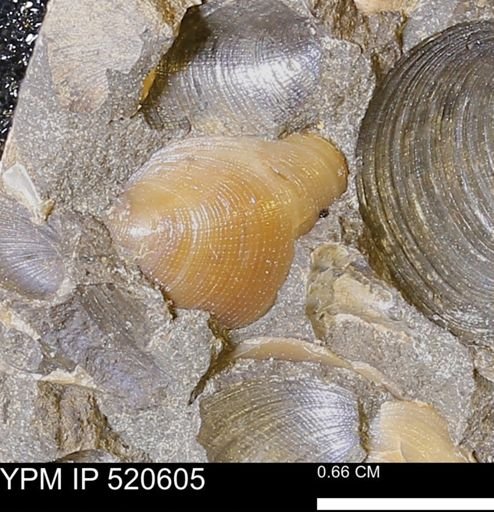 undet. Graptolithina