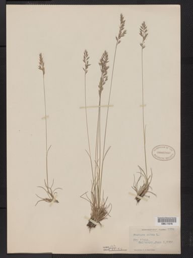 Festuca ovina