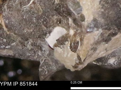 Inoceramus sp.