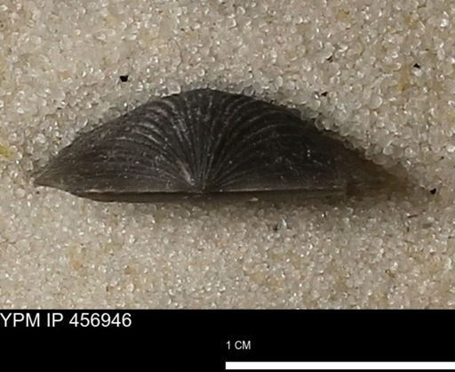Stropheodonta sp.