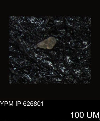 undet. Foraminiferida