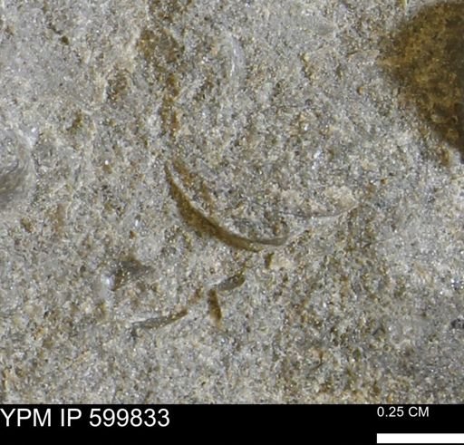 Protocardia subquadrata