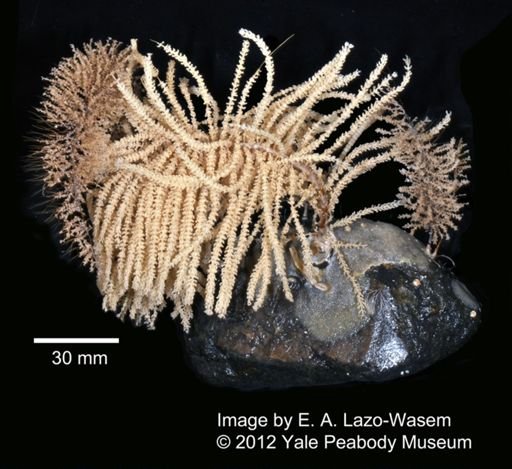 Calcaxonia