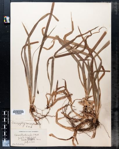 Carex abscondita
