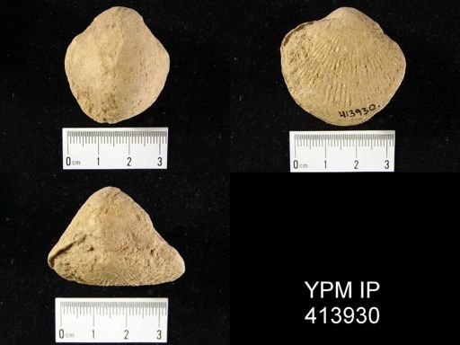 undet. Atrypida