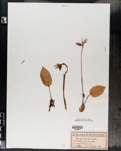 Calypso bulbosa