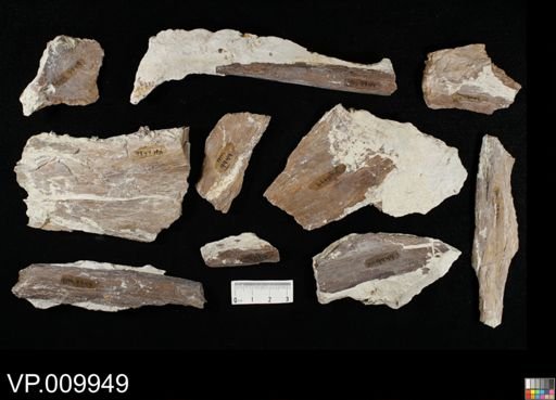 undet. Actinopterygii