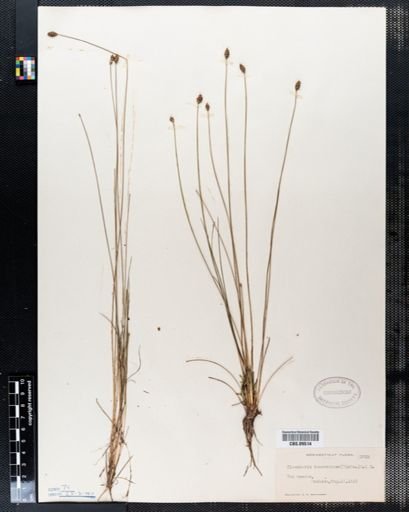 Eleocharis tuberculosa