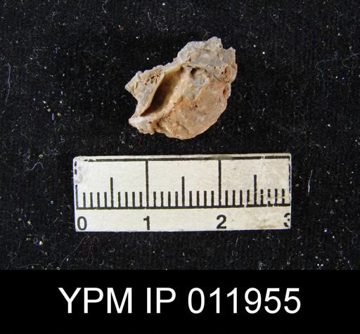 Prorichthofenia teguliferoides