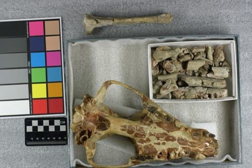 Hyaenodon (Neohyaenodon) horridus