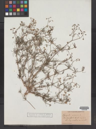 Spergula arvensis