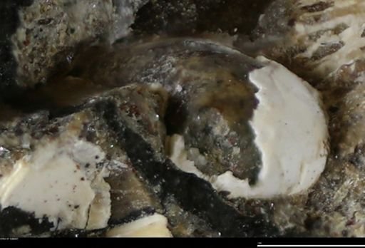 Corbulamella gregaria