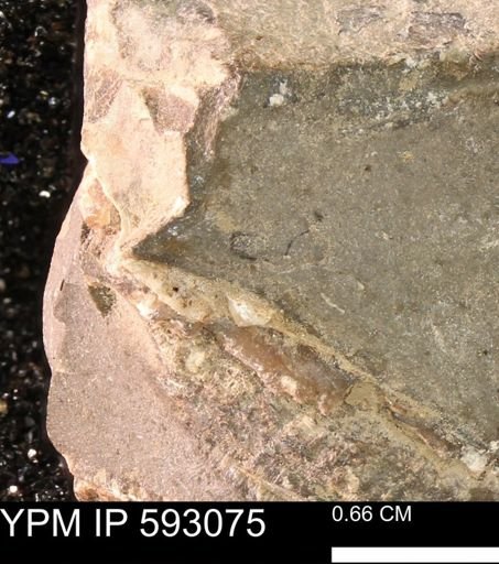 Inoceramus cuneatus