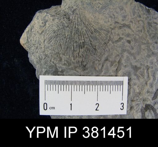 Strophodonta sp.