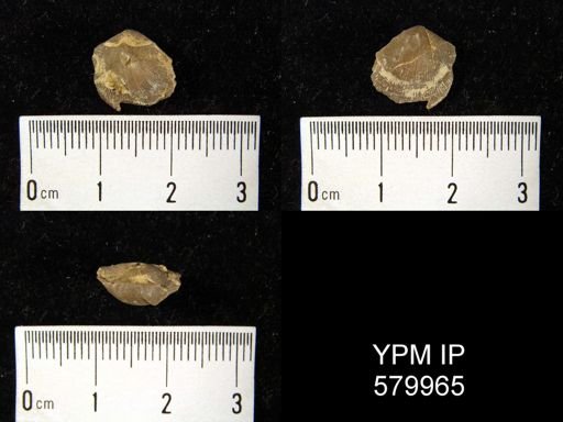 Schizophoria striatula