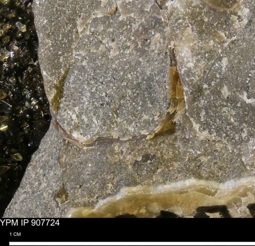 undet. Mollusca