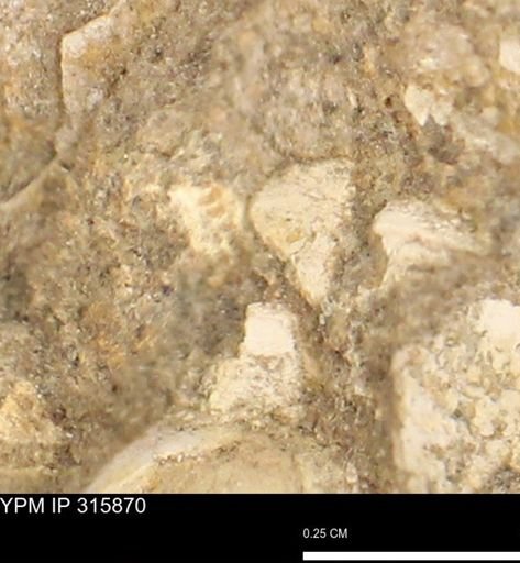 undet. Mollusca