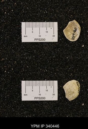 Corbicula subelliptica