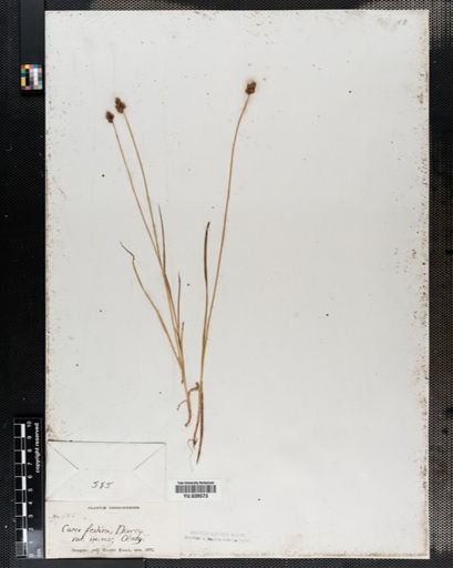 Carex