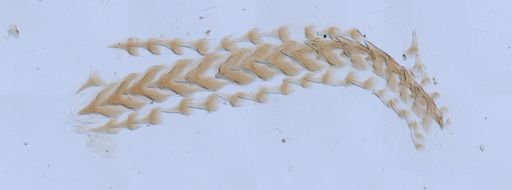 Flabellina