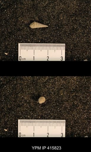 Meekospira choctawensis