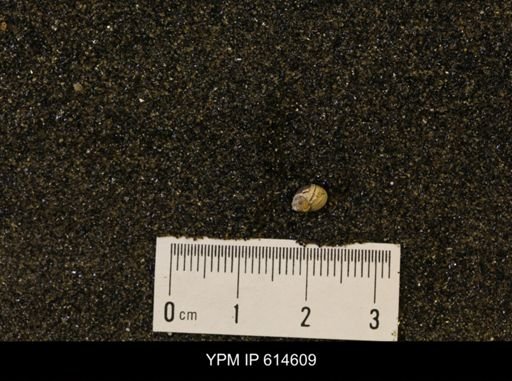 Euspira sp.