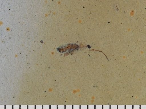 Diptera