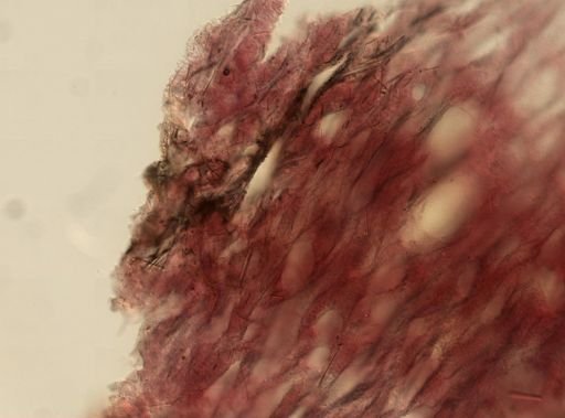 Ircinia sp.