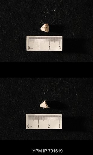 undet. Brachiopoda