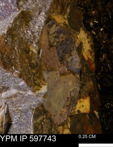 undet. Ammonoidea