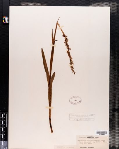 Habenaria