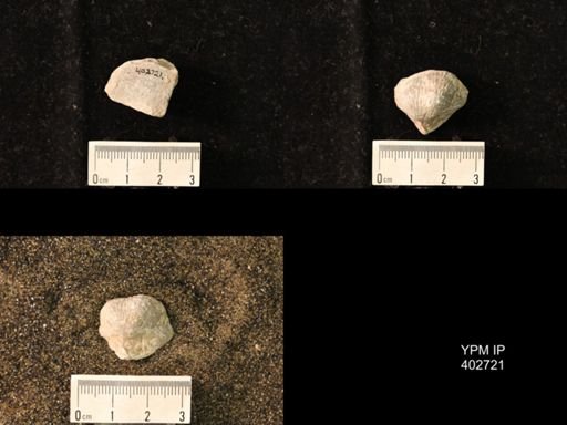undet. Productidae
