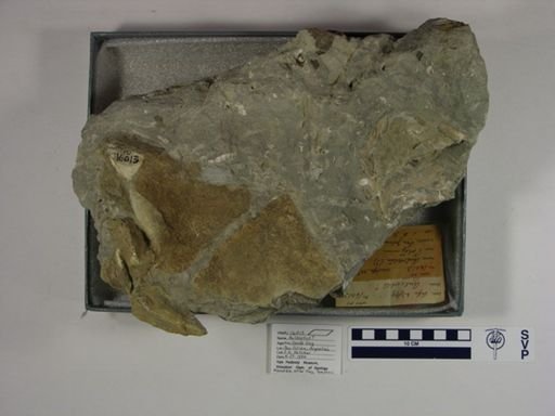 Aulocetus?