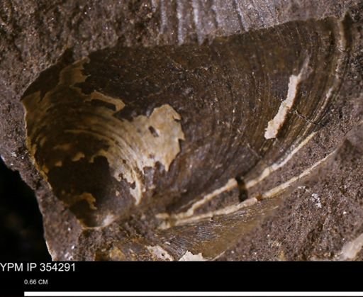 undet. Bivalvia