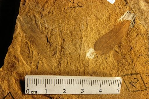 Cedrela lancifolia