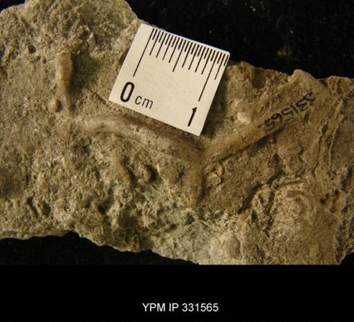 undet. Bryozoa