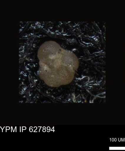 undet. Foraminiferida
