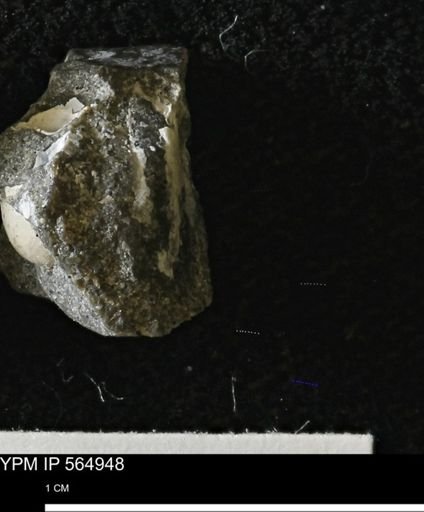 undet. Mollusca