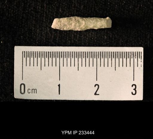 Archaeocidaris sp.