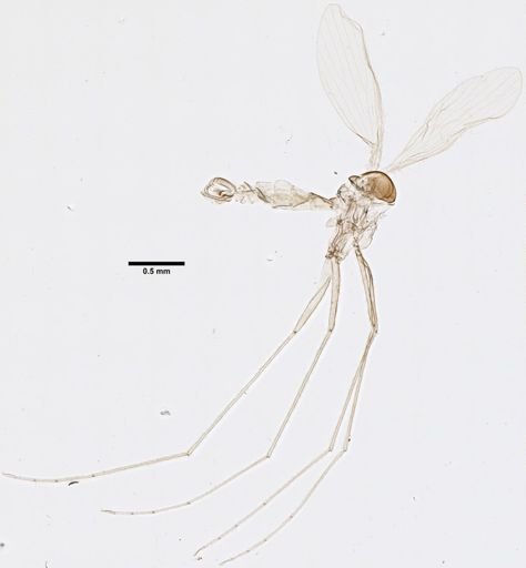 Lutzomyia hirsuta