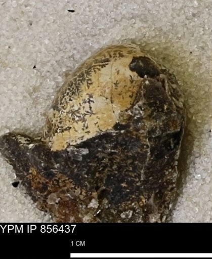 Limopsis striatopunctatus
