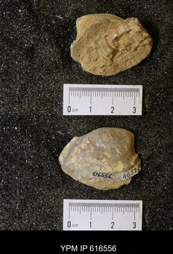 Corbicula?