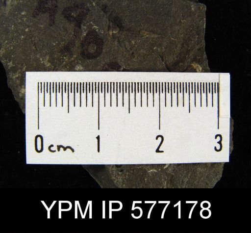 Mucrospirifer sp.