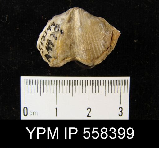 Fimbrispirifer sp.