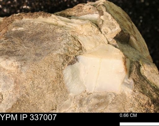 undet. Mollusca