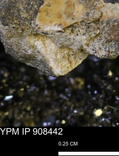 undet. Mollusca