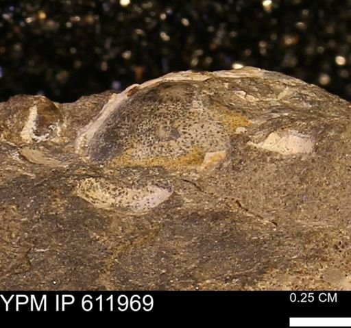 undet. Mollusca