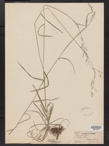 Poa saltuensis