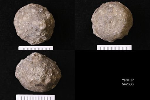 Megistocrinus regularis