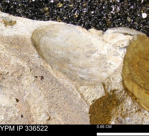 undet. Bivalvia